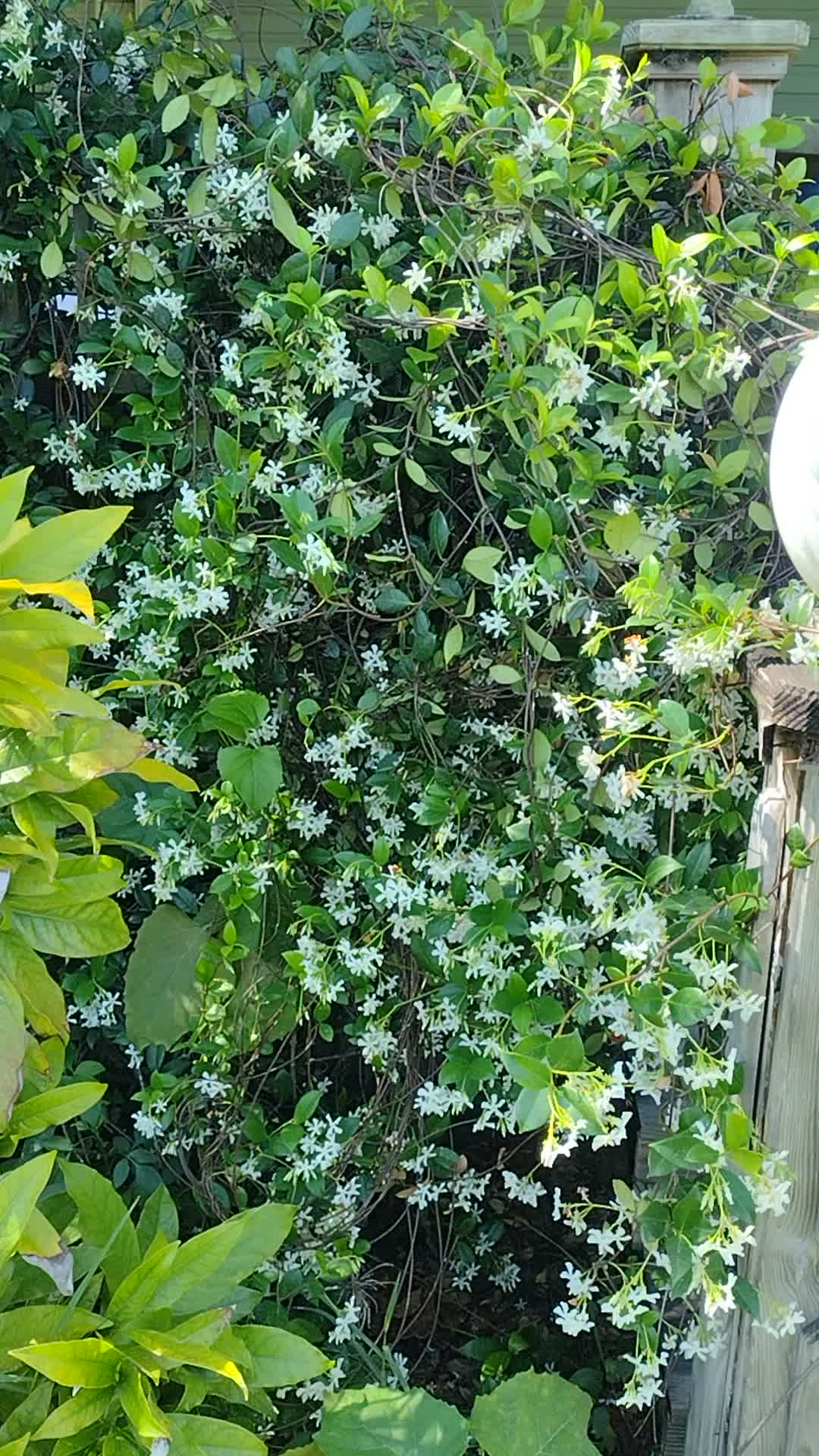 Trachelospermum jasminoides (Confederate Jasmine) | Top Tropicals