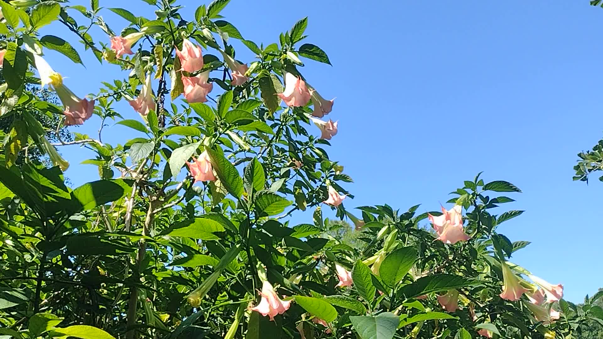 Brugmansia sp. 'Peach' (Angels Trumpet) | Top Tropicals Plant