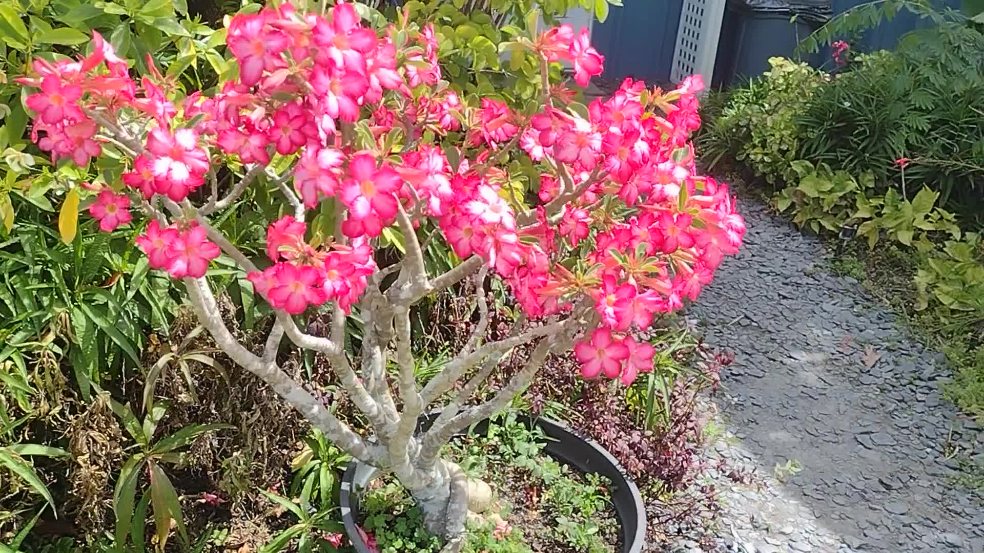 Adenium obesum (Desert Rose) | Top Tropicals Plant Encyclopedia