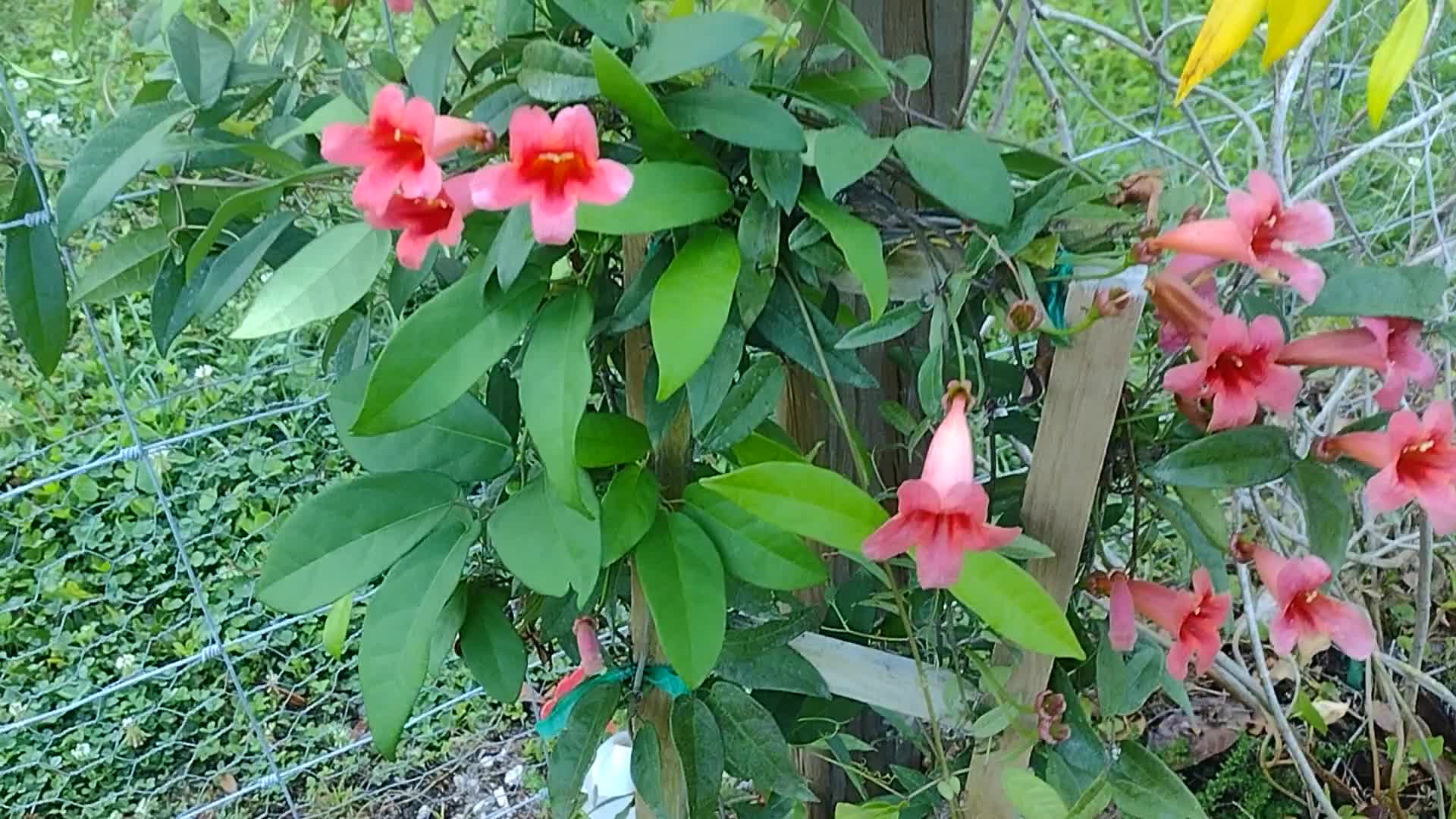 allamanda plant Maroon Allamanda 
