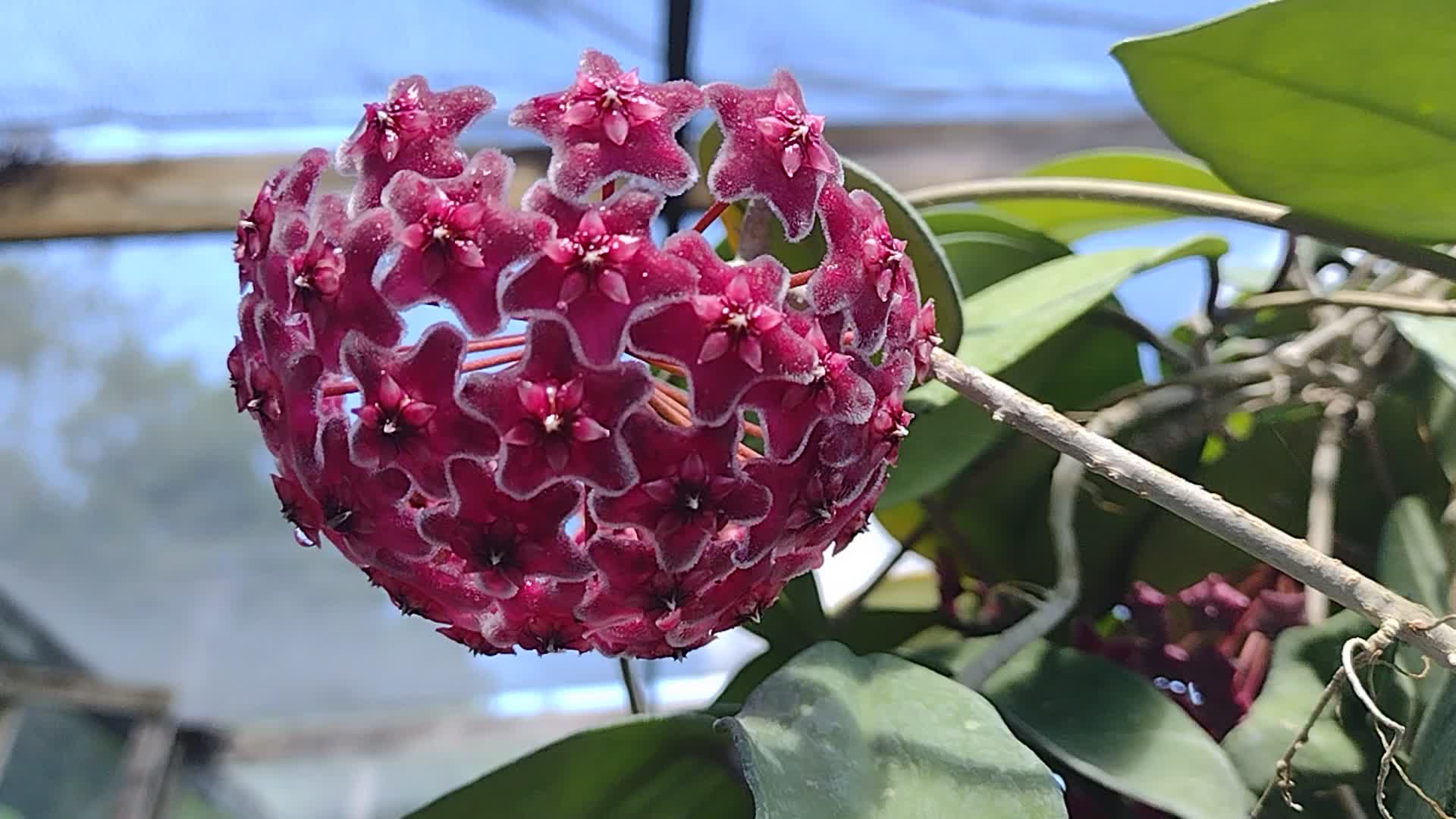 Hoya sp. 'Ban Ngong Ngoy' (Hoya 'Ban Ngong Ngoy') | Top Tropicals