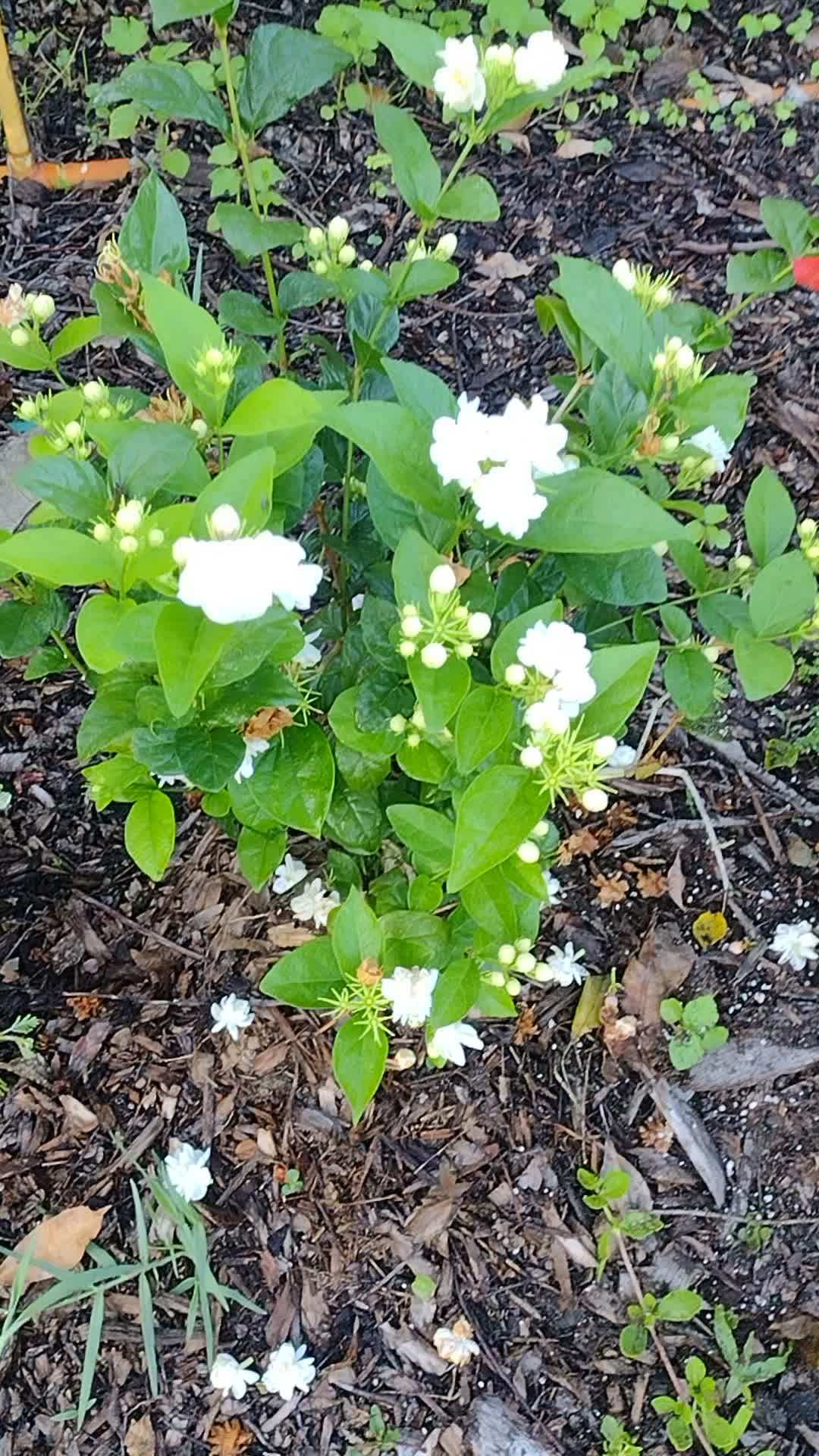 Jasminum sambac 'Arabian Nights' (Arabian Knights tea jasmine