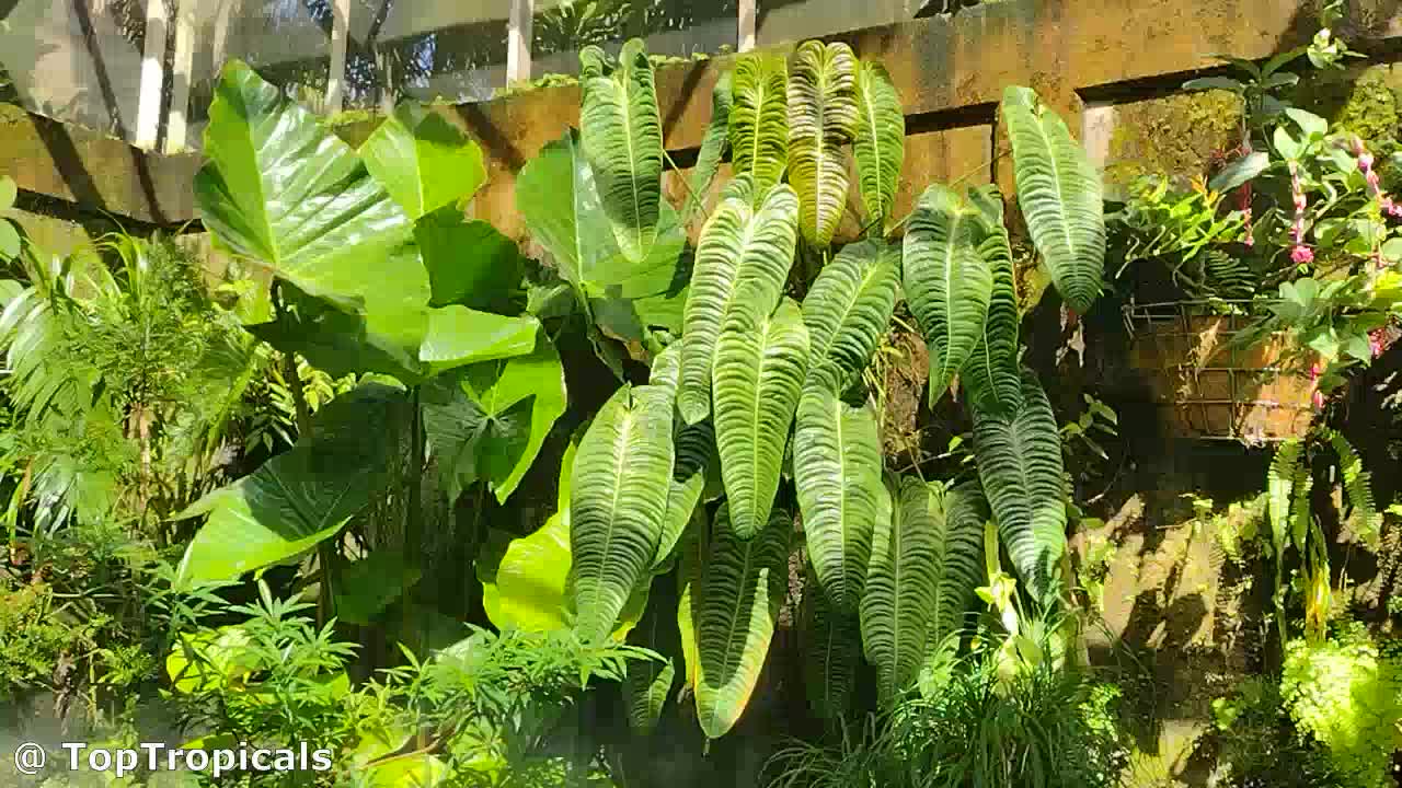 anthurium insigne Anthurium insigne var panguiensii main image 0