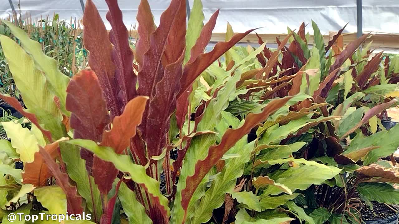 Calathea rufibarba.