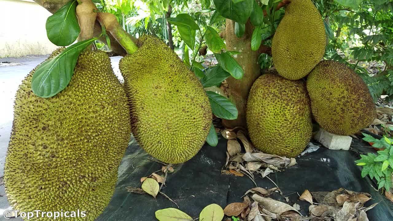 Artocarpus heterophyllus (Jackfruit) | Top Tropicals Plant