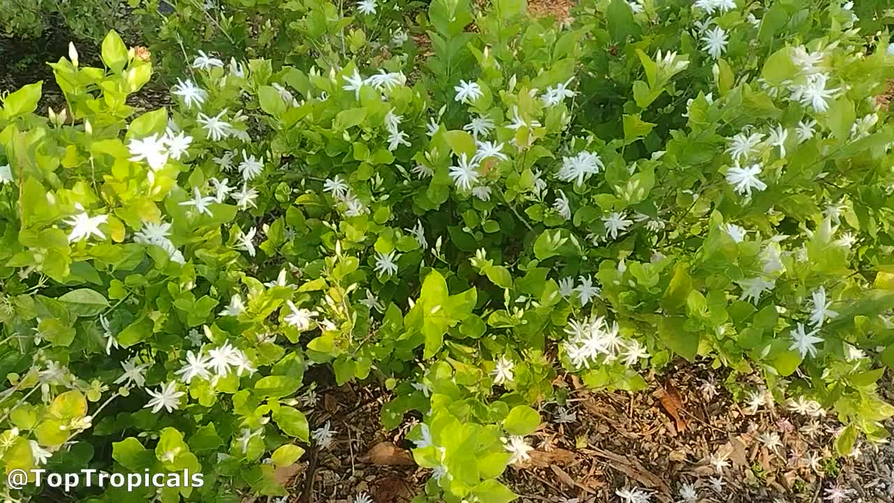 Jasminum 'Belle of India Elongata'.