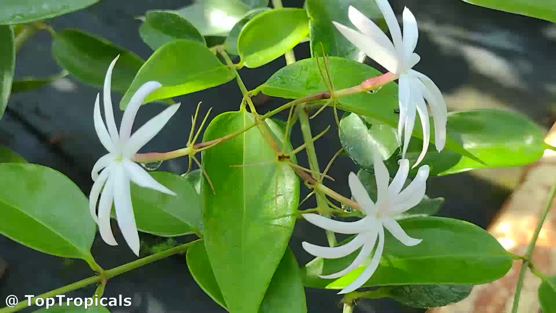 Jasminum volubile (Wax Jasmine) | Top Tropicals Plant Encyclopedia