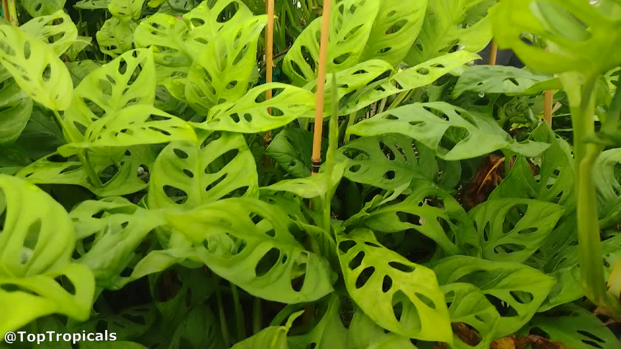 monstera abgebrochen Das pflegeleichte Fensterblatt (Monstera deliciosa)  BloomBoxClub Austria
