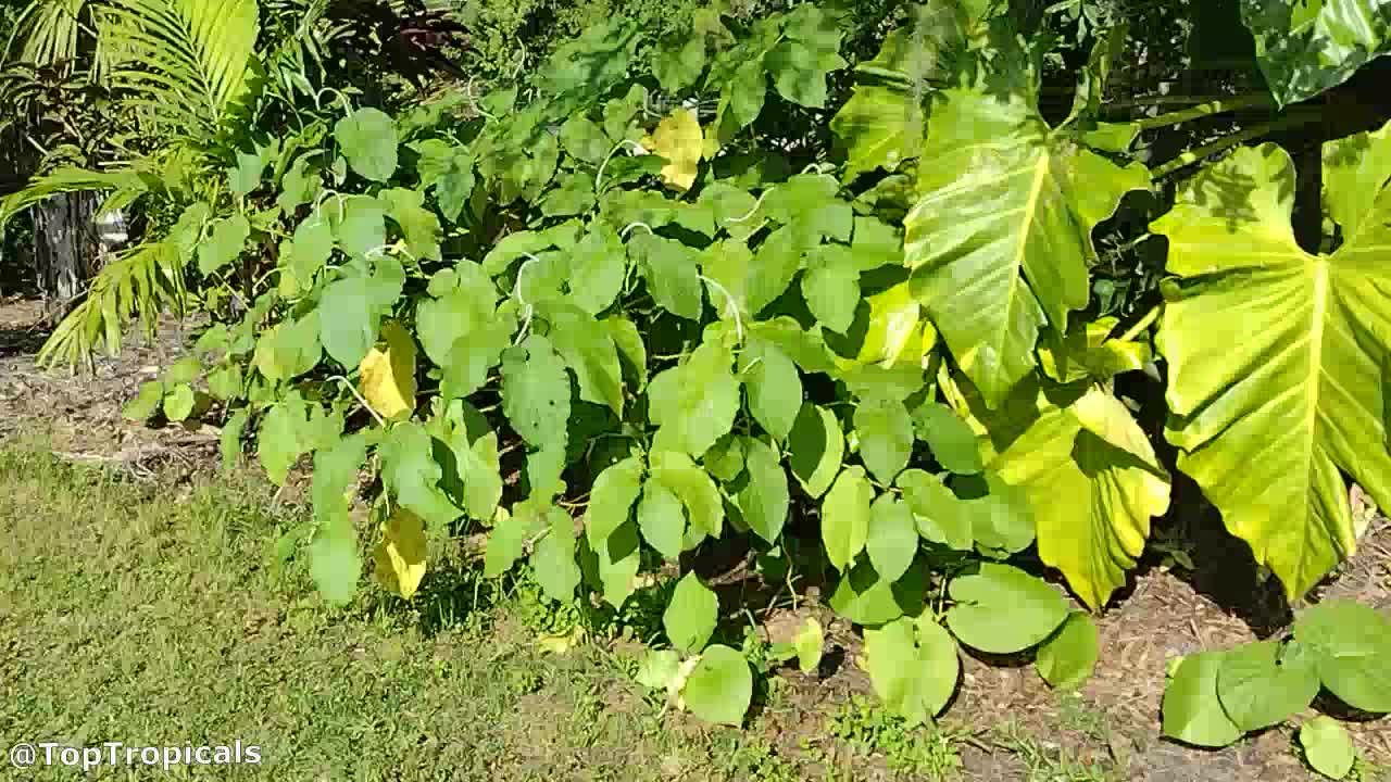 Piper auritum.