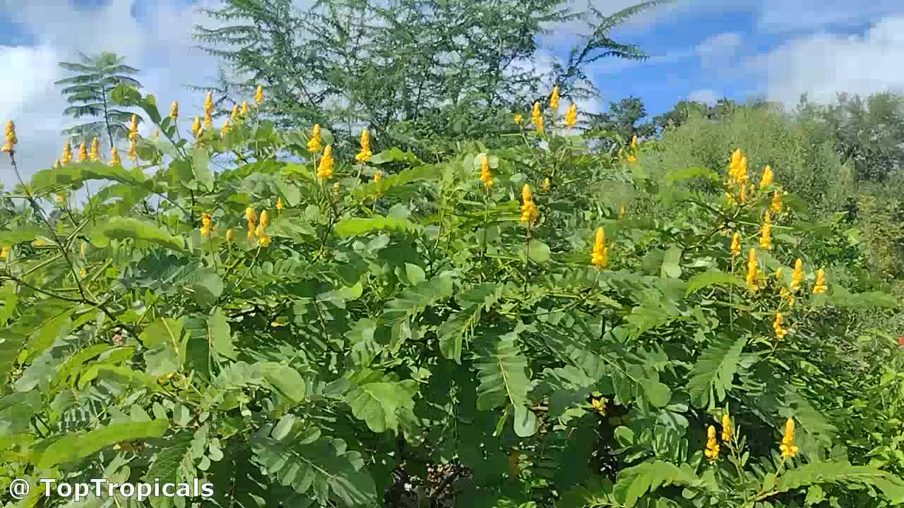 Senna alata.