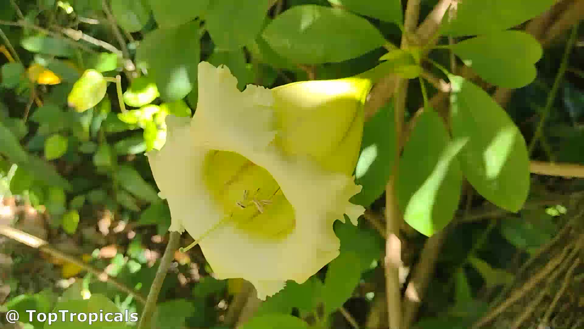 Arizona Vine Planting Guide: A Visual Guide for Low Desert Vines - Growing  In The Garden, image size:1920x1080
