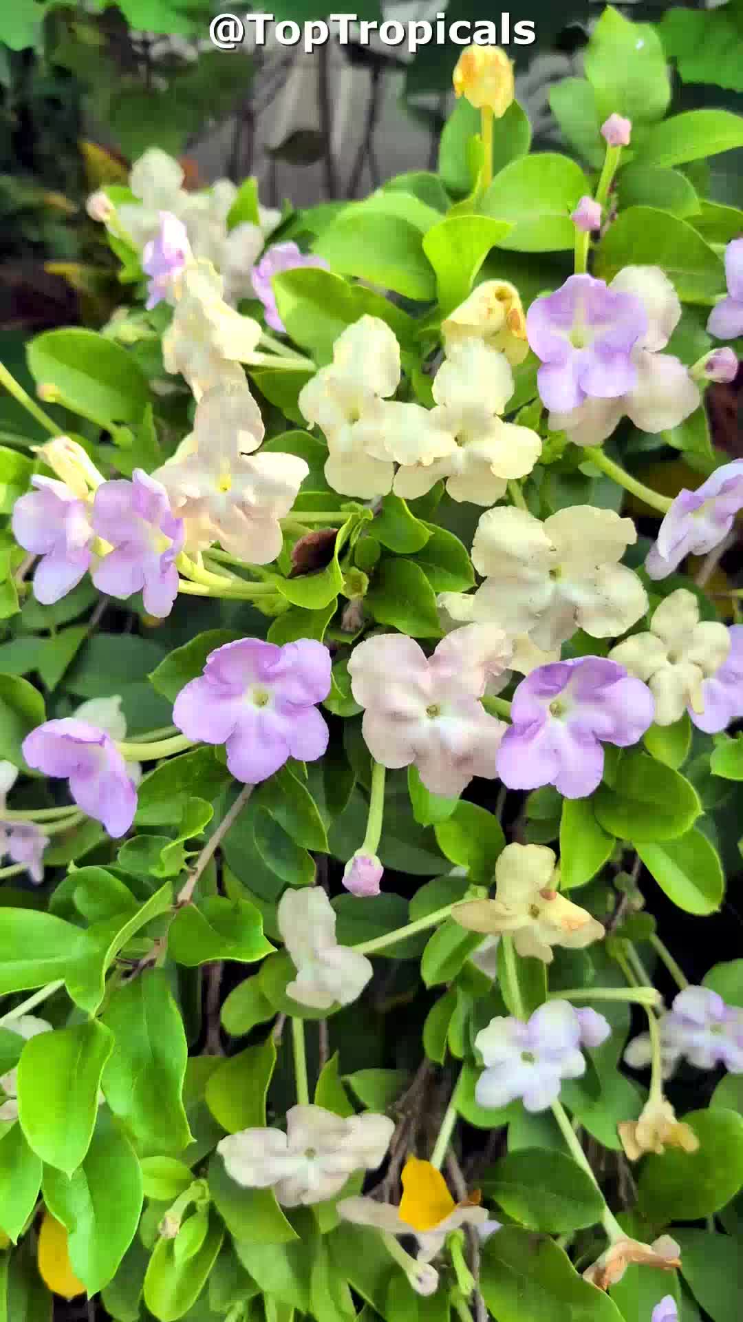 Brunfelsia sp. 'Isola' (Hybrid Brunfelsia) | Top Tropicals Plant
