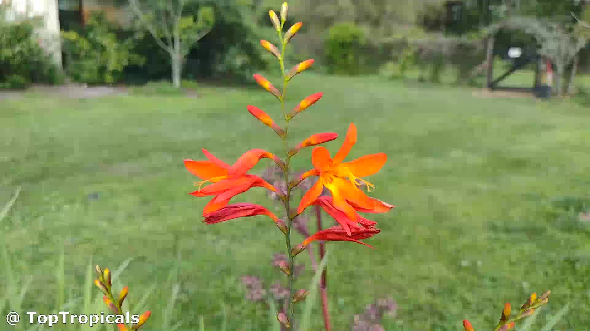 Crocosmia sp. (Coppertips) | Top Tropicals Plant Encyclopedia