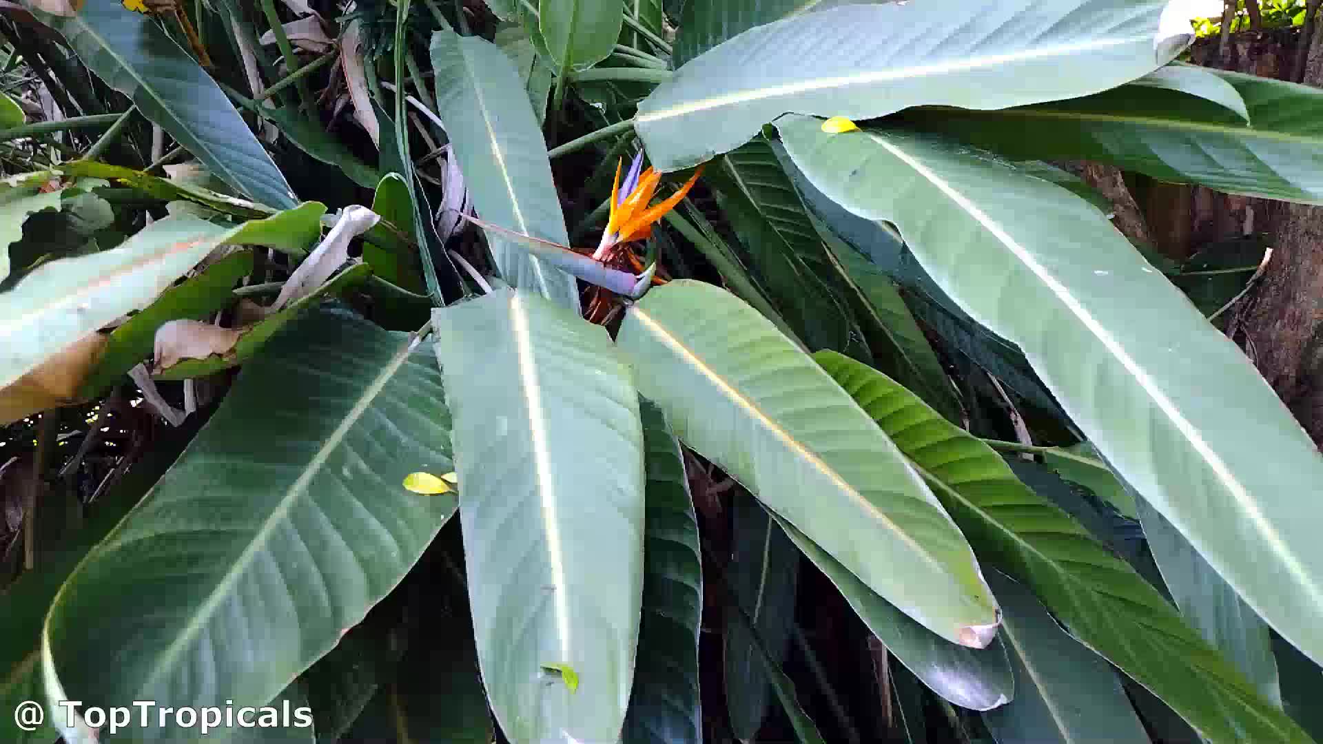 Strelitzia reginae.