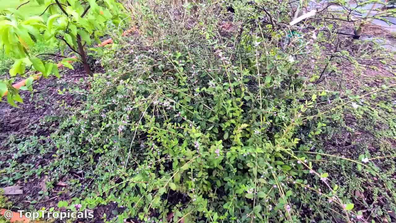 buying jasmine plants Star Jasmine Staked (Rhynchospermum) - 15 Gal