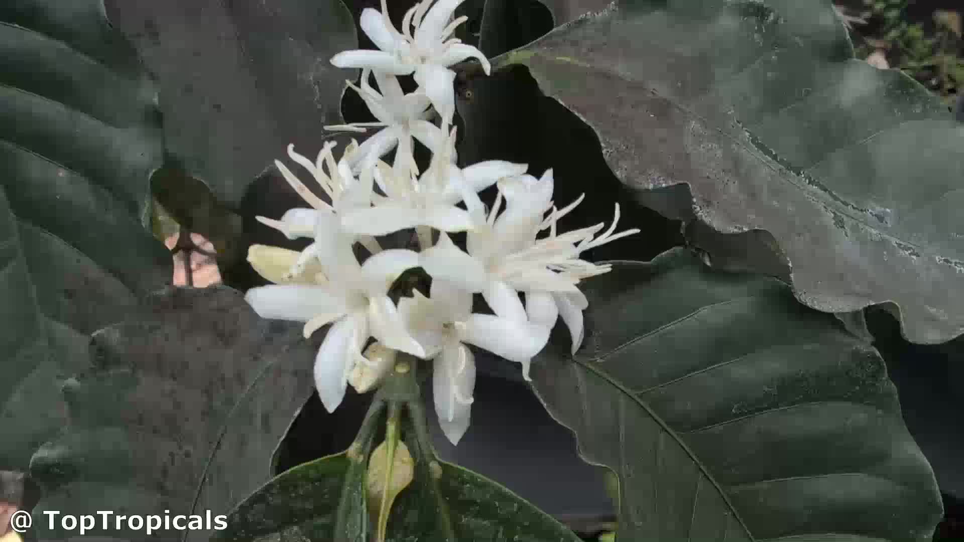 Coffea arabica.