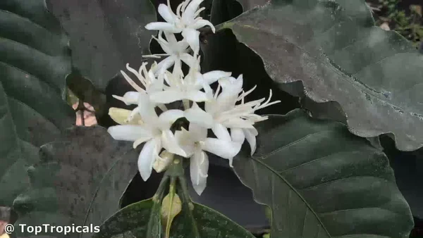Coffea arabica.