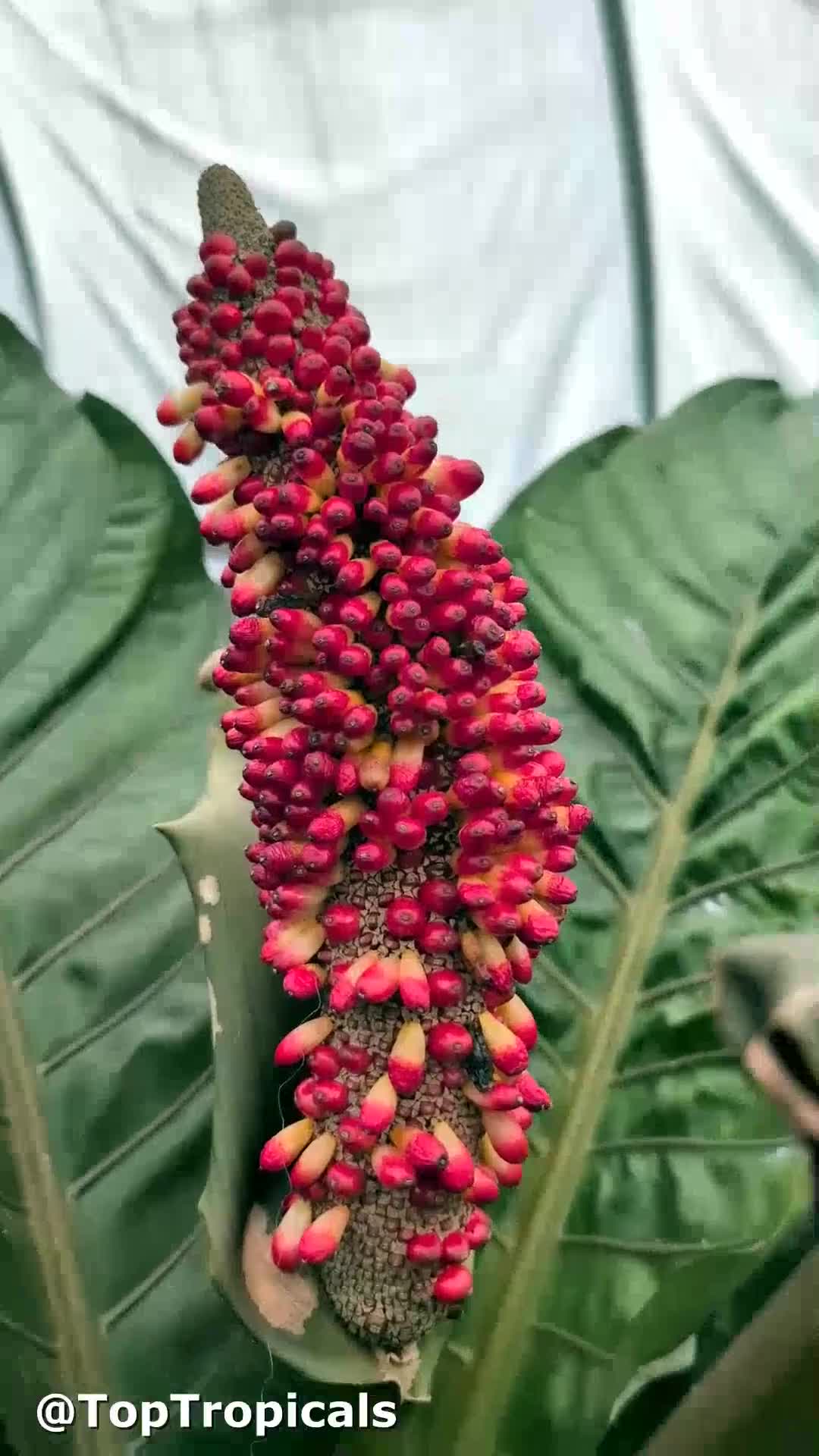 midnight marvel elephant ears plant Colocasia 'Midnight Beauty' – Jungle Story