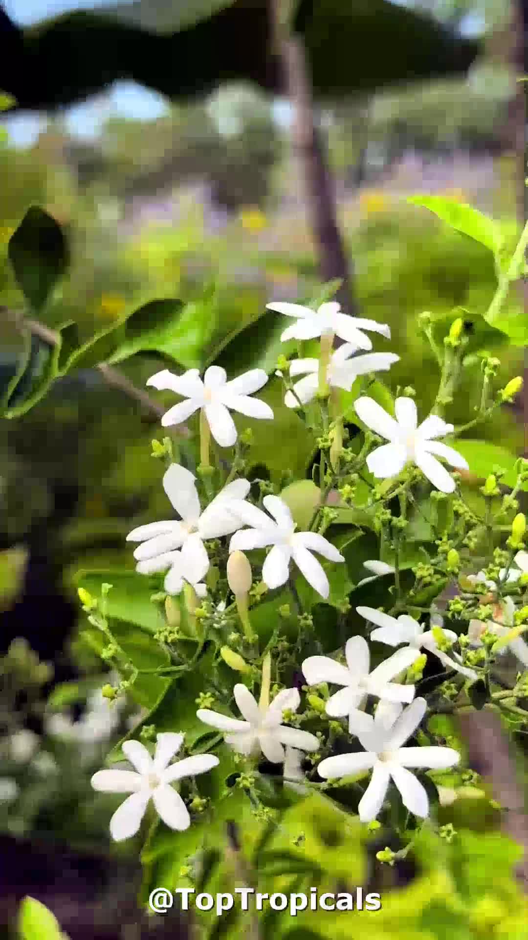 Jasminum molle.