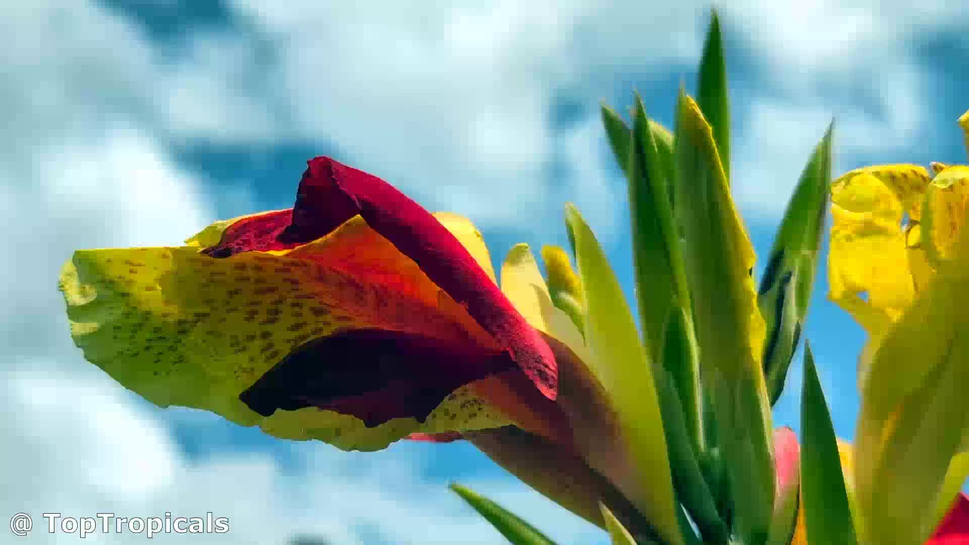 絵画 cana Canna x generalis (Canna Lily) | Top Tropicals Plant Encyclopedia