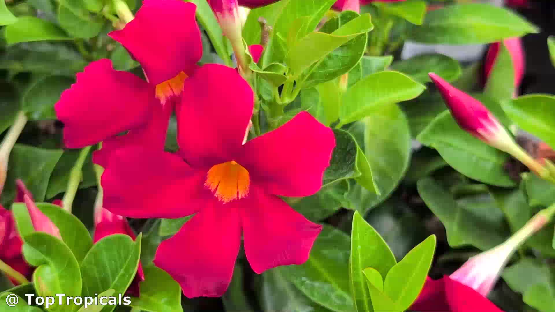 Dipladenia sanderi (Mandevilla) | Top Tropicals Plant Encyclopedia