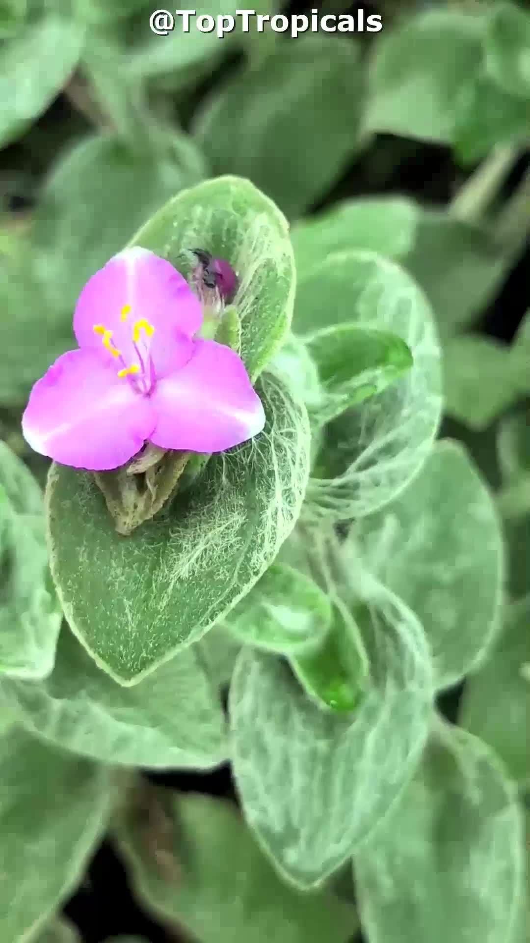 Tradescantia sillamontana (White Velvet) | Top Tropicals Plant