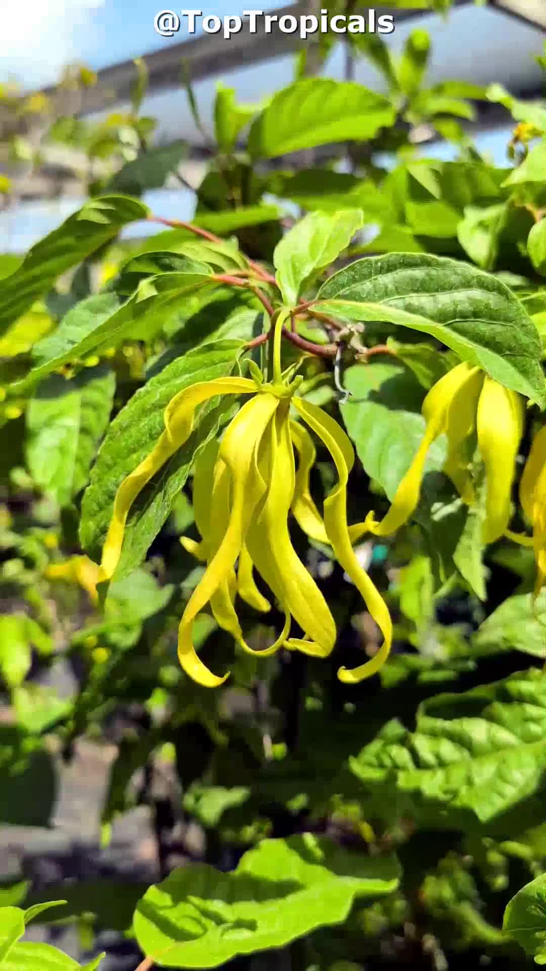 Cananga fruticosa (Dwarf Ylang-Ylang) | Top Tropicals Plant