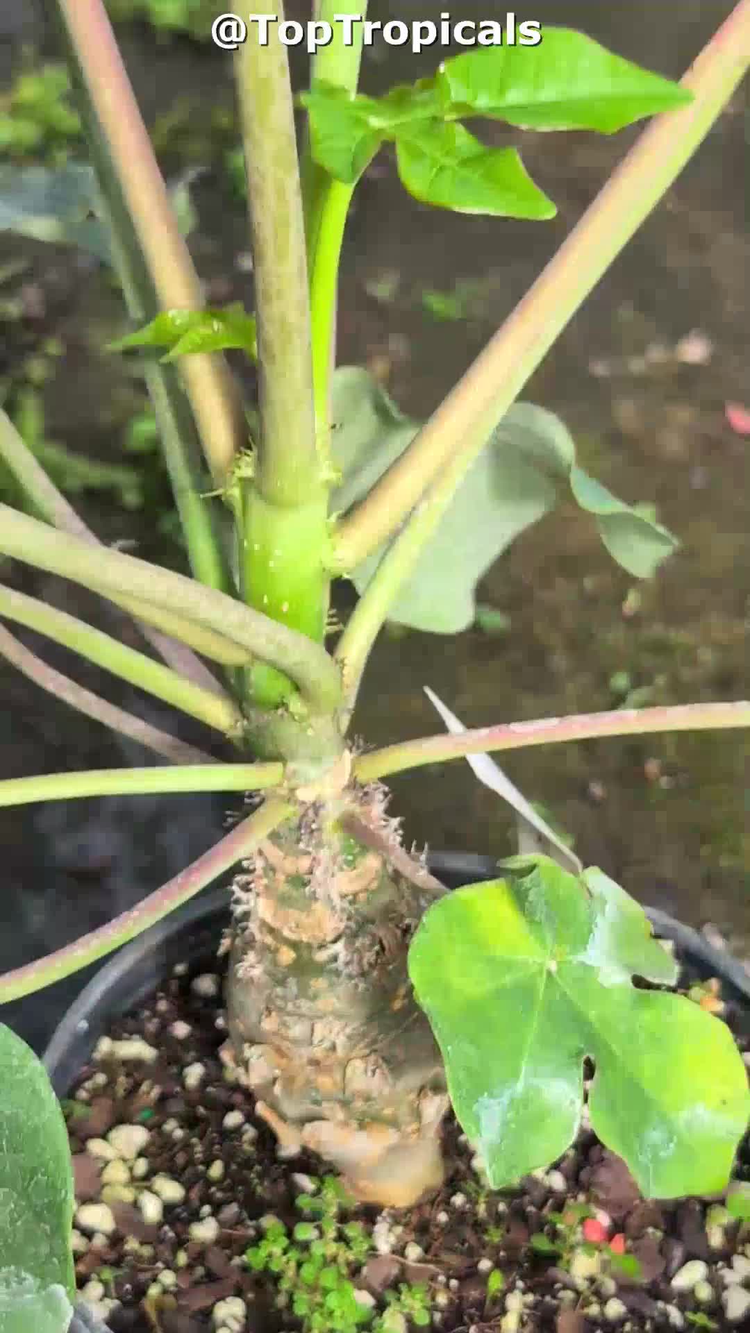 Jatropha podagrica (Gout Plant) | Top Tropicals Plant Encyclopedia