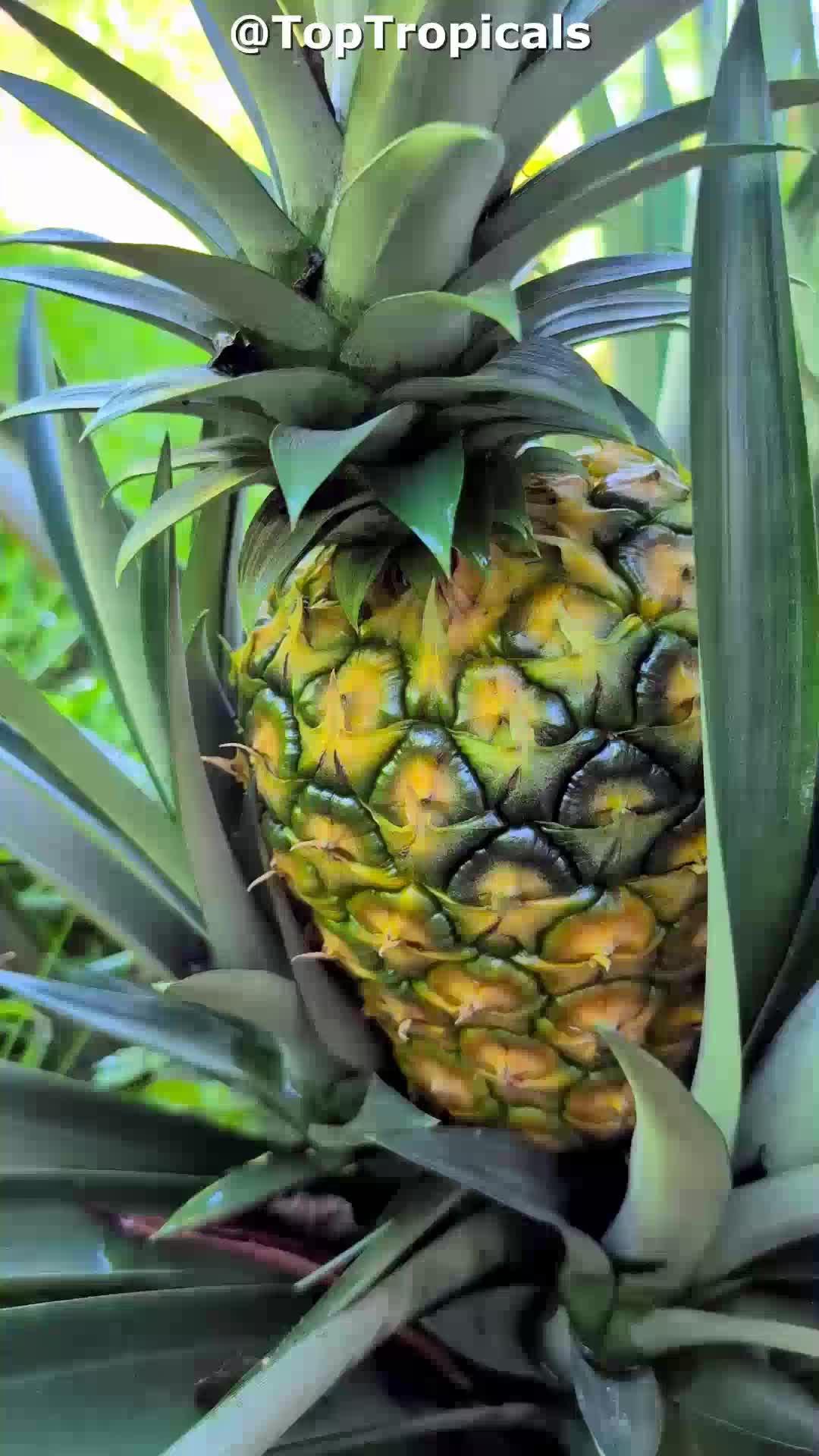 White Jade - Spineless Sweet Pineapple.