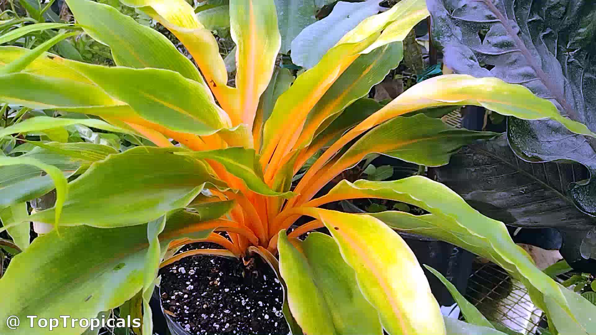Chlorophytum orchidantheroides (Mandarin Plant) | Top Tropicals