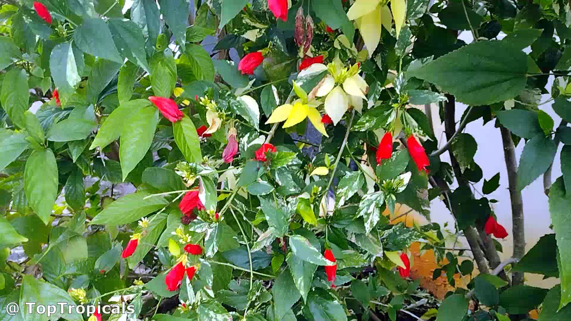 Malvaviscus arboreus var. penduliflorus 'Penduliflorus' (Sleepy