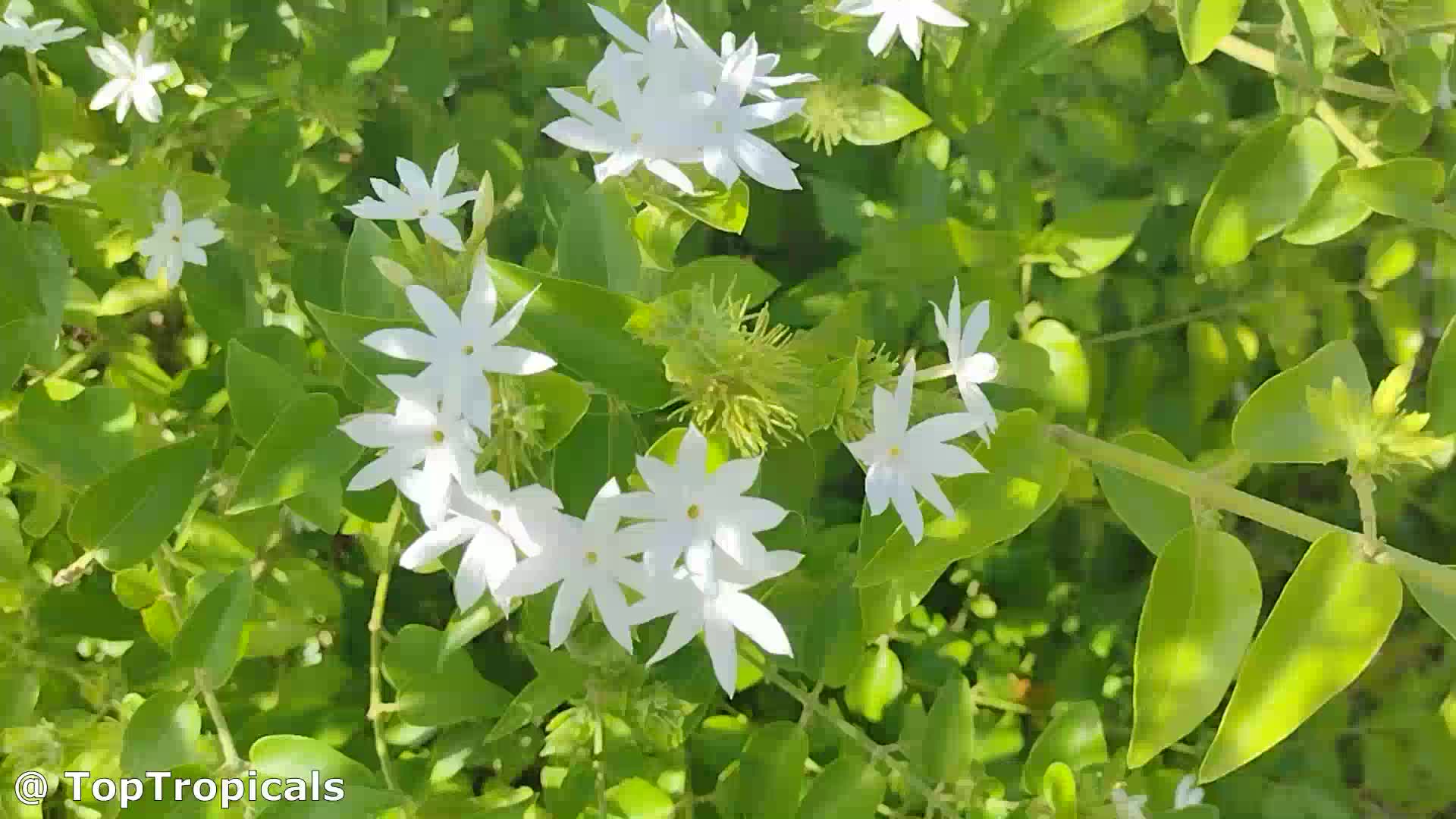 Jasminum pubescens (Downy Jasmine) | Top Tropicals Plant Encyclopedia