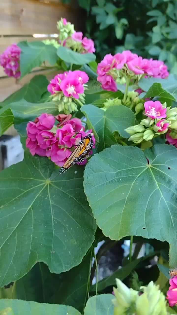 thumbnail image 2 of Dombeya 'Pink Cloud' – Cape Wedding Flower – Tropical Hydrangea Live Plant 2 of 5