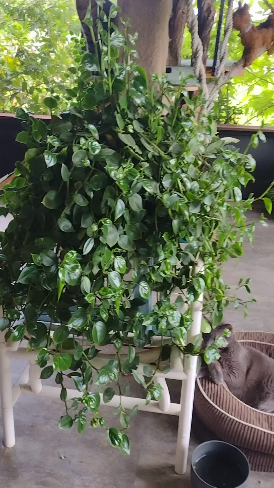 soil mix for pothos Organic Pothos Soil - 4 Quart main image 1