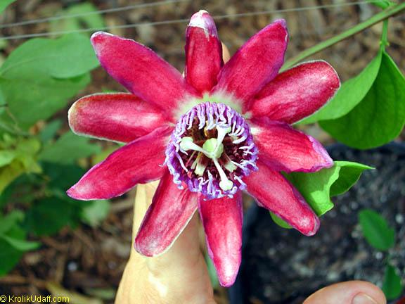 Passiflora alata, Winged-Stem Passionflower, Fragrant Granadilla