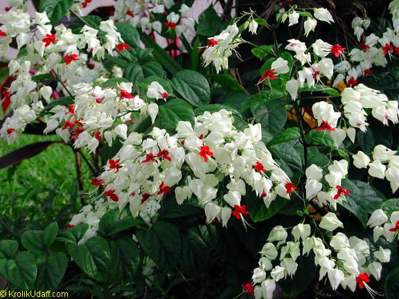 Clerodendrum thomsoniae - Bleeding Heart