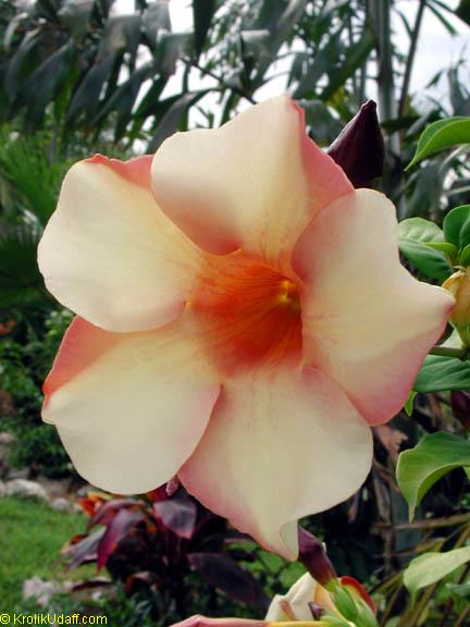 Allamanda Violacea Cream Allamanda Toptropicals Com