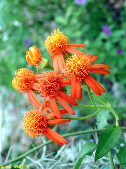 Brighten Your Garden: Mexican Flame Vine Guide