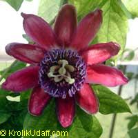Passiflora alata, Winged-Stem Passionflower, Fragrant Granadilla

Click to see full-size image