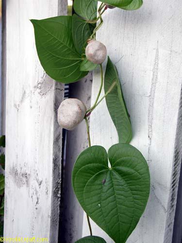 Dioscorea bulbifera, Air Potato