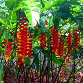 Heliconia rostrata, Lobster Claw