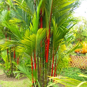 Cyrtostachys renda, Cyrtostachys lakka, Lipstick palm