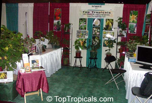 TopTropicals.com - rare plants for home and garden