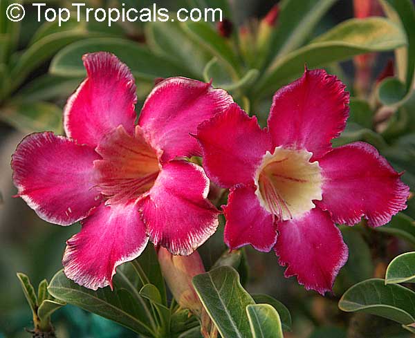 Exotic Adeniums: The Desert Roses of Thailand