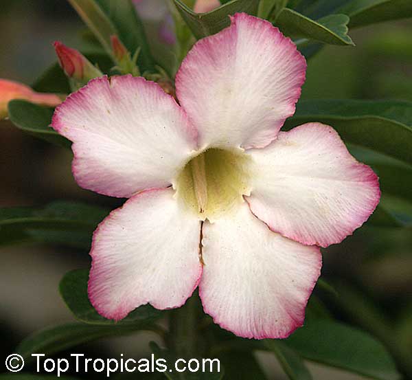 Exotic Adeniums: The Desert Roses of Thailand