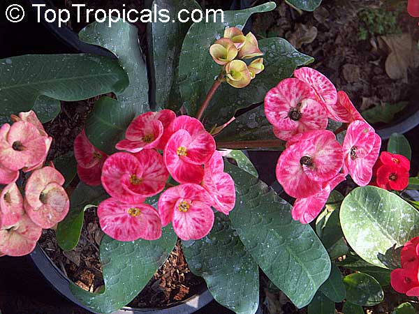 Euphorbia Milii 1 Rooted Charoen Lap Plant Crown Of Thorns Christ Plant Thailand 