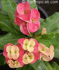 Euphorbia Milii: Easy Care and Colorful Varieties