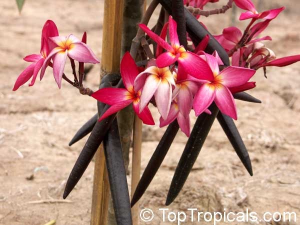 TopTropicals.com