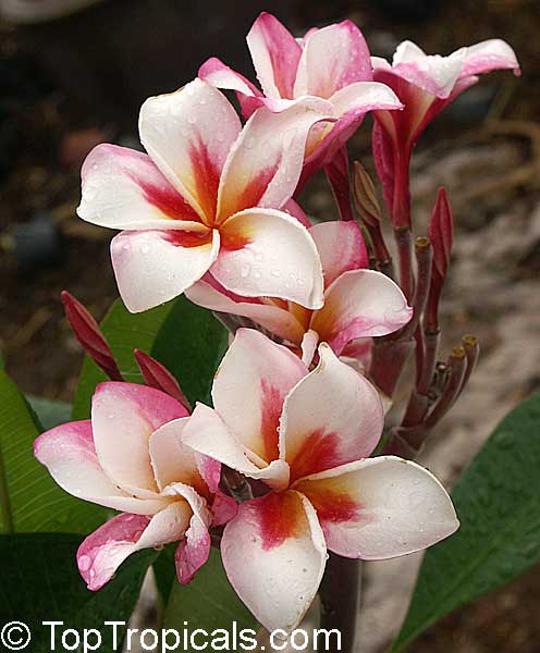 Free phyto@@ Plumeria with rooted "Nam Wan Leaf" Tropical Plant Variegated RARE 