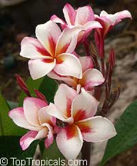 Plumeria Diamond, grafted

Click to see full-size image